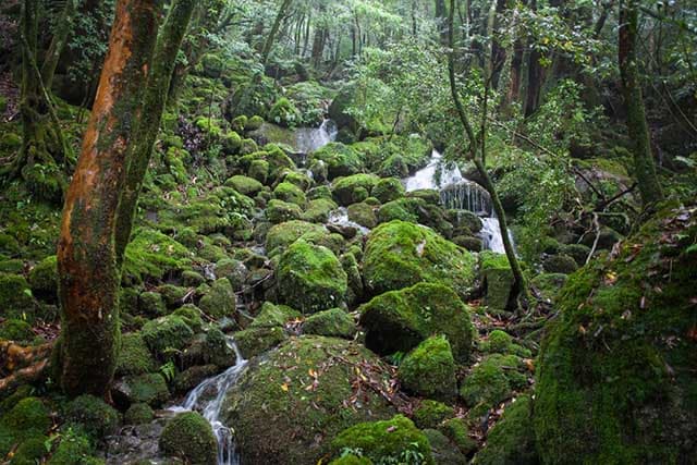 Yakushima - mechové lesy 2