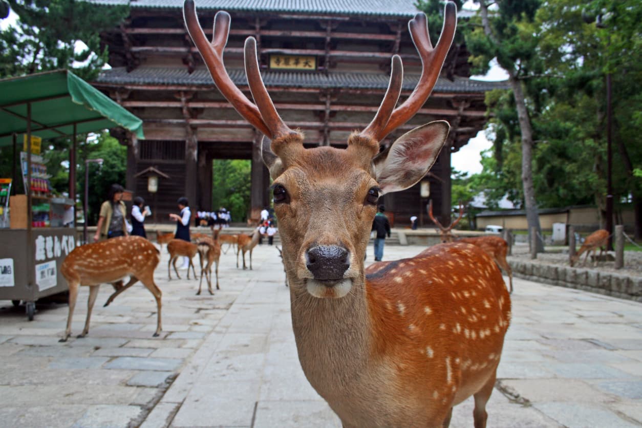 Nara
