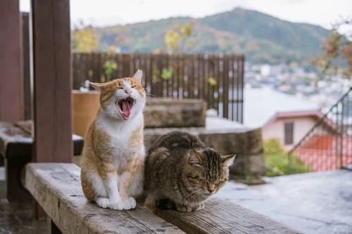 Onomichi cats