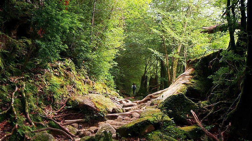 Yakushima - mechové lesy
