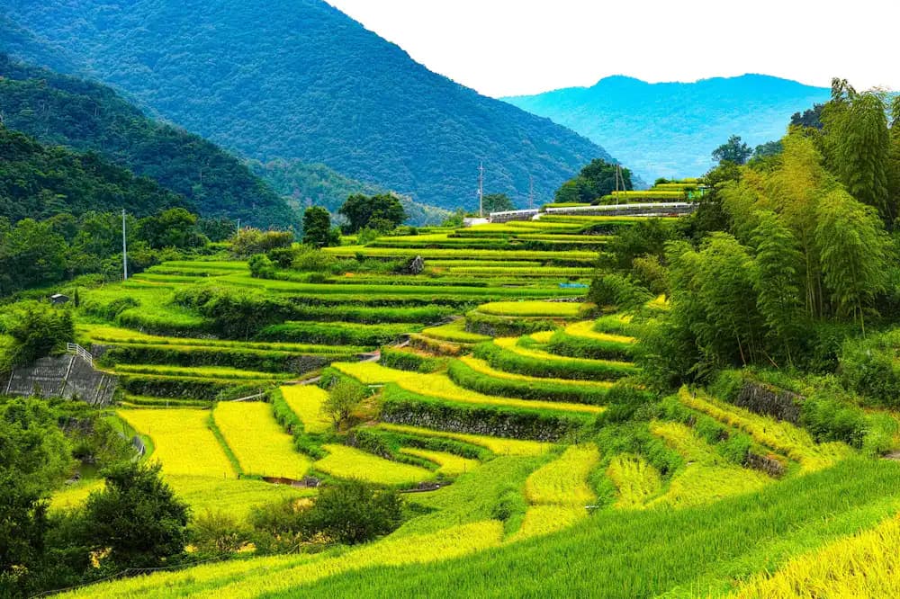 Hoshitoge Rice Terraces - 2